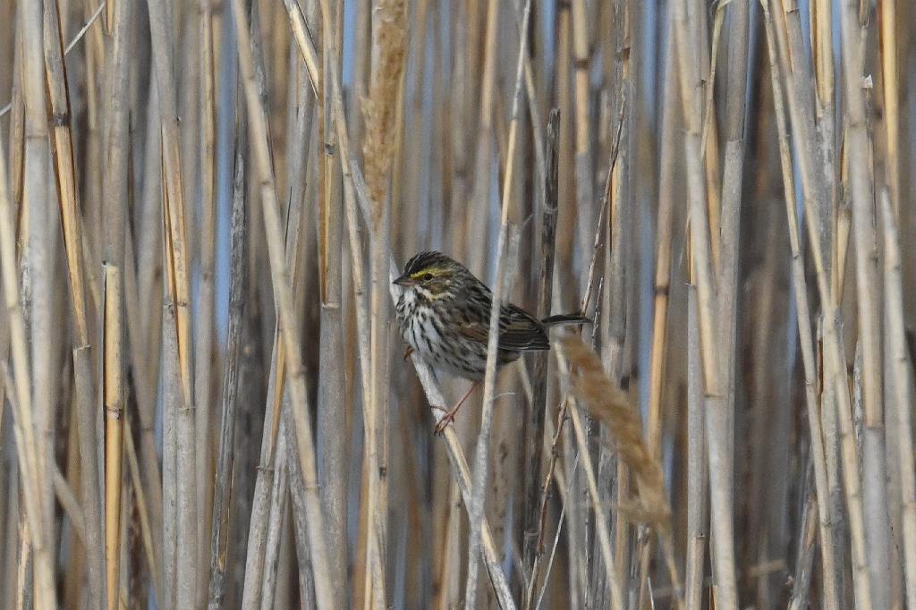 Sparrow, Savannah, 2025-05037036 Parker River NWR, MA.JPG - Savannah Sparrow. Parker River National Wildlife Refuge, MA, 5-3-2025